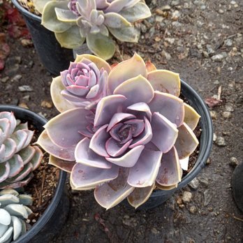 A&A Nursery - a variety of succulents - Nurseries & Gardening Near Me - Los Angeles, California