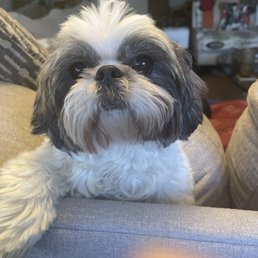 Groom Dog Care With Love: Transform Your Pet's Life