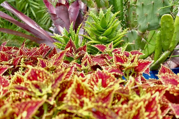 Port St. Lucie Botanical Gardens by null