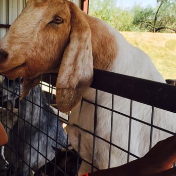 Devine Acres Farm - Friendly goats wanting treats - Amusement Parks Near Me - Devine, Texas Devine Acres Farm - Friendly goats wanting treats - Amusement Parks Near Me - Devine, Texas