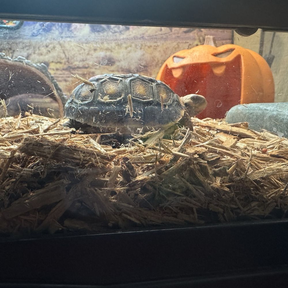 Pet Planet - Pet Stores Near Me - Las Vegas, Nevada Pet Planet - Pet Stores Near Me - Las Vegas, Nevada