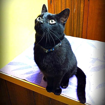Conscious Companion - Beaux was once terrified and aggressive at the vet. Now he is calm, cool, and confident. - Pet Training Near Me Conscious Companion - Beaux was once terrified and aggressive at the vet. Now he is calm, cool, and confident. - Pet Training Near Me