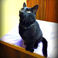 Conscious Companion - Beaux was once terrified and aggressive at the vet. Now he is calm, cool, and confident.