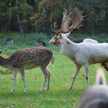 Hochwildpark Rheinland - Zoos Near Me - Mechernich, NW Hochwildpark Rheinland - Zoos Near Me - Mechernich, NW