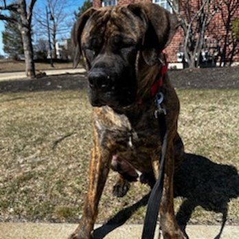 Downdog Daycare - Pet Sitting Near Me Downdog Daycare - Pet Sitting Near Me