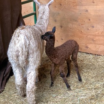 Twilight Meadows - New Alpaca Cria - Ranches Near Me Twilight Meadows - New Alpaca Cria - Ranches Near Me