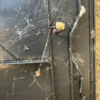 Ark Pest Management - Black widow/ egg sacks on rodent station - Pest Control Near Me
