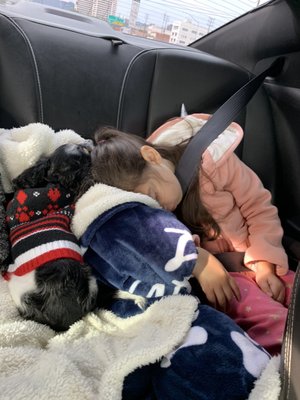 full circle dachshunds