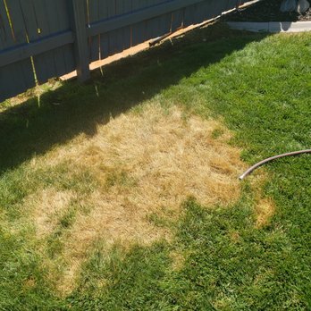 Weed Man - After 3 days of soaking it - Pest Control Near Me - Roswell, Georgia Weed Man - After 3 days of soaking it - Pest Control Near Me - Roswell, Georgia