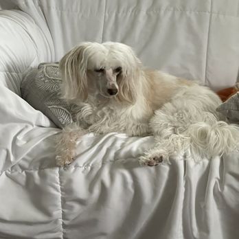 vetXpress - Loki is a Powder Puff Chinese Crested dog of approximately 5 years. - Veterinarians Near Me - Colonial Heights, Virginia vetXpress - Loki is a Powder Puff Chinese Crested dog of approximately 5 years. - Veterinarians Near Me - Colonial Heights, Virginia
