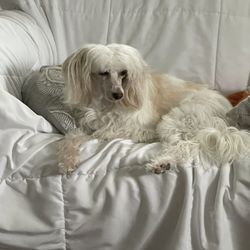 vetXpress - Loki is a Powder Puff Chinese Crested dog of approximately 5 years.