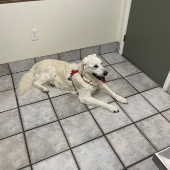 Pine Forest Animal Clinic - Obi in rough shape. Normally 105lbs, now 70lb English Cream. Course of treatment and prayer are seeing him improve by the day. - Veterinarians Near Me - Pensacola, Florida Pine Forest Animal Clinic - Obi in rough shape. Normally 105lbs, now 70lb English Cream. Course of treatment and prayer are seeing him improve by the day. - Veterinarians Near Me - Pensacola, Florida