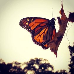 Texas Edible Landscapes - Photo from customer I designed butterfly garden for.