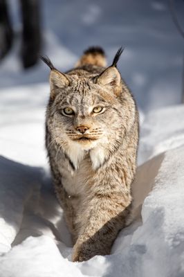 Yukon Wildlife Preserve by null