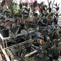 Snooper's Nursery