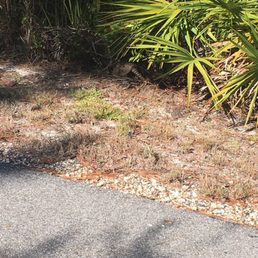 Armadillo!!