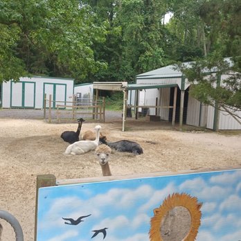 Jersey Shore Alpacas - Zoos Near Me - Cape May, New Jersey Jersey Shore Alpacas - Zoos Near Me - Cape May, New Jersey