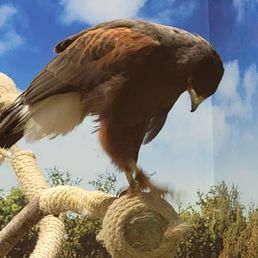 Beautiful birds not sure if for adoption