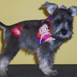 Happy Dog Hotel - After Grooming Schnauzer