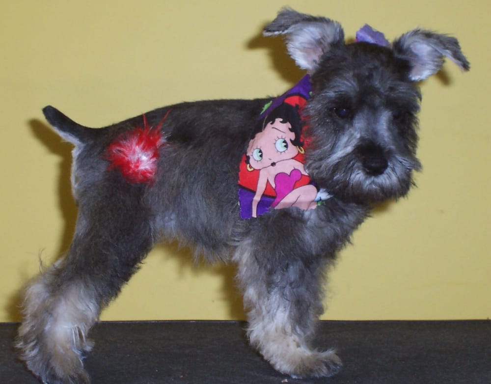 HAPPY DOG HOTEL Updated September 2024 49 Photos 4406 NE Evangeline Trwy, Carencro