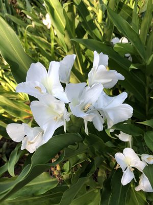 UCF Arboretum by null