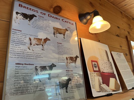 Plymouth Cheese by null