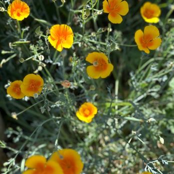 Big Bear Valley Historical Museum - The flowers outside are beautiful. - Museums Near Me - Big Bear City, California Big Bear Valley Historical Museum - The flowers outside are beautiful. - Museums Near Me - Big Bear City, California