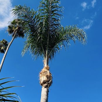Cisnero's Tree Care - Tree Services Near Me Cisnero's Tree Care - Tree Services Near Me
