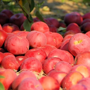 Cider Hill Farm - RED APPLES!!!!!! - Pick Your Own Farms Near Me - Amesbury, Massachusetts Cider Hill Farm - RED APPLES!!!!!! - Pick Your Own Farms Near Me - Amesbury, Massachusetts