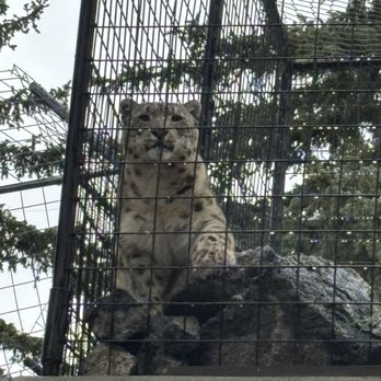 Idaho Falls Zoo - A Snow Leopard - Zoos Near Me - Idaho Falls, Idaho Idaho Falls Zoo - A Snow Leopard - Zoos Near Me - Idaho Falls, Idaho