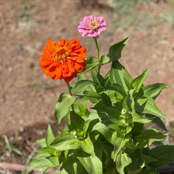 Morning Glory Cafe - Beautiful flowers - Breakfast & Brunch Near Me - Phoenix, Arizona