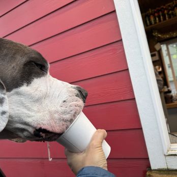 Rooster Brew Espresso - Happy pup getting his cup - Breakfast & Brunch Near Me - Woodland, Washington Rooster Brew Espresso - Happy pup getting his cup - Breakfast & Brunch Near Me - Woodland, Washington