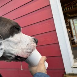 Rooster Brew Espresso - Happy pup getting his cup