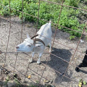 White's Farm - Goats - Farms Near Me - Vanceboro, North Carolina White's Farm - Goats - Farms Near Me - Vanceboro, North Carolina