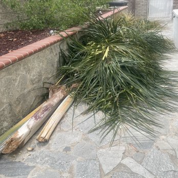 Premier Tree Experts - Fronds - Tree Services Near Me - Orange, California