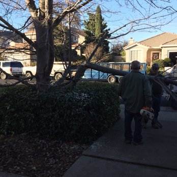 Doug Petersen Tree Service - Tree Services Near Me - Sacramento, California Doug Petersen Tree Service - Tree Services Near Me - Sacramento, California