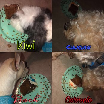 The Doggie Express - Pet Stores Near Me - Houston, Texas The Doggie Express - Pet Stores Near Me - Houston, Texas