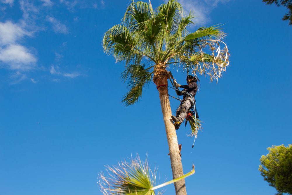 Valley Tree Solutions - tree service in Sacramento, CA