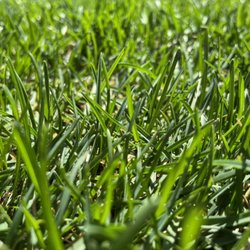 King Sod - 100% Kentucky Bluegrass