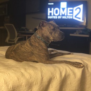 Home2 Suites by Hilton Houston Pasadena - Duke loved his bed!!! - Hotels Near Me - Pasadena, Texas Home2 Suites by Hilton Houston Pasadena - Duke loved his bed!!! - Hotels Near Me - Pasadena, Texas