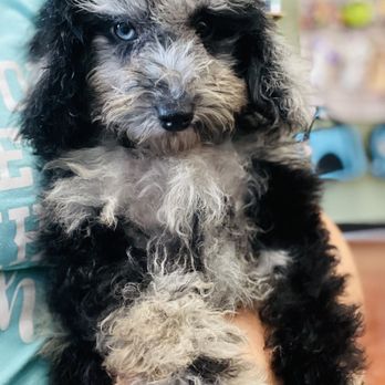 Puppy Country - Pet Stores Near Me - Cincinnati, Ohio Puppy Country - Pet Stores Near Me - Cincinnati, Ohio