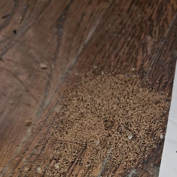 Long Beach Property Management - Termites underneath and in my furniture coming up through the floor. - Property Management Near Me - Long Beach, California Long Beach Property Management - Termites underneath and in my furniture coming up through the floor. - Property Management Near Me - Long Beach, California
