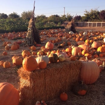 Summerset Farm - Farmers Market Near Me - Santa Ynez, California Summerset Farm - Farmers Market Near Me - Santa Ynez, California