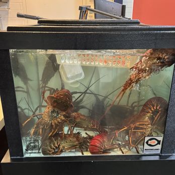 Holbox - Live lobsters - Latin American Near Me - Los Angeles, California
