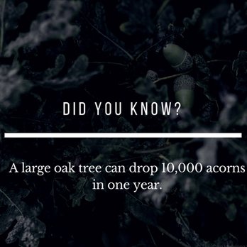 Deeply Rooted Tree Care - Daily Tidbit - Tree Services Near Me Deeply Rooted Tree Care - Daily Tidbit - Tree Services Near Me