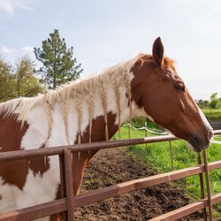 Far West Stables