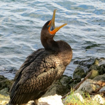 Pelican Harbor Seabird Station - Community Service/Non-Profit Near Me - Miami, Florida Pelican Harbor Seabird Station - Community Service/Non-Profit Near Me - Miami, Florida