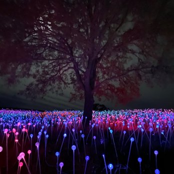 Sensorio - Treee amidst the lights. - Art Galleries Near Me - Paso Robles, California Sensorio - Treee amidst the lights. - Art Galleries Near Me - Paso Robles, California