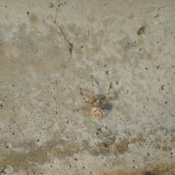 Sol Pest Control - orb weaver (meridian)