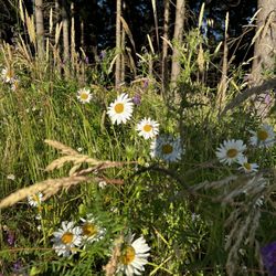 Chehalem Ridge Nature Park